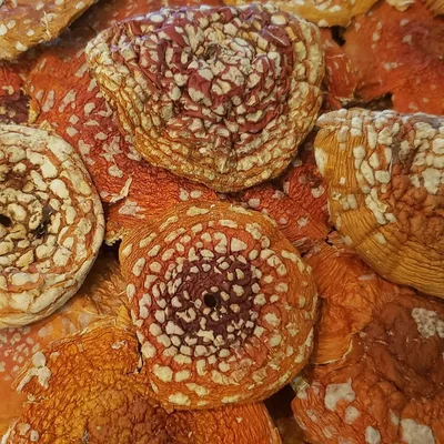 Close-up of dried Amanita muscaria caps showing their distinctive spotted texture