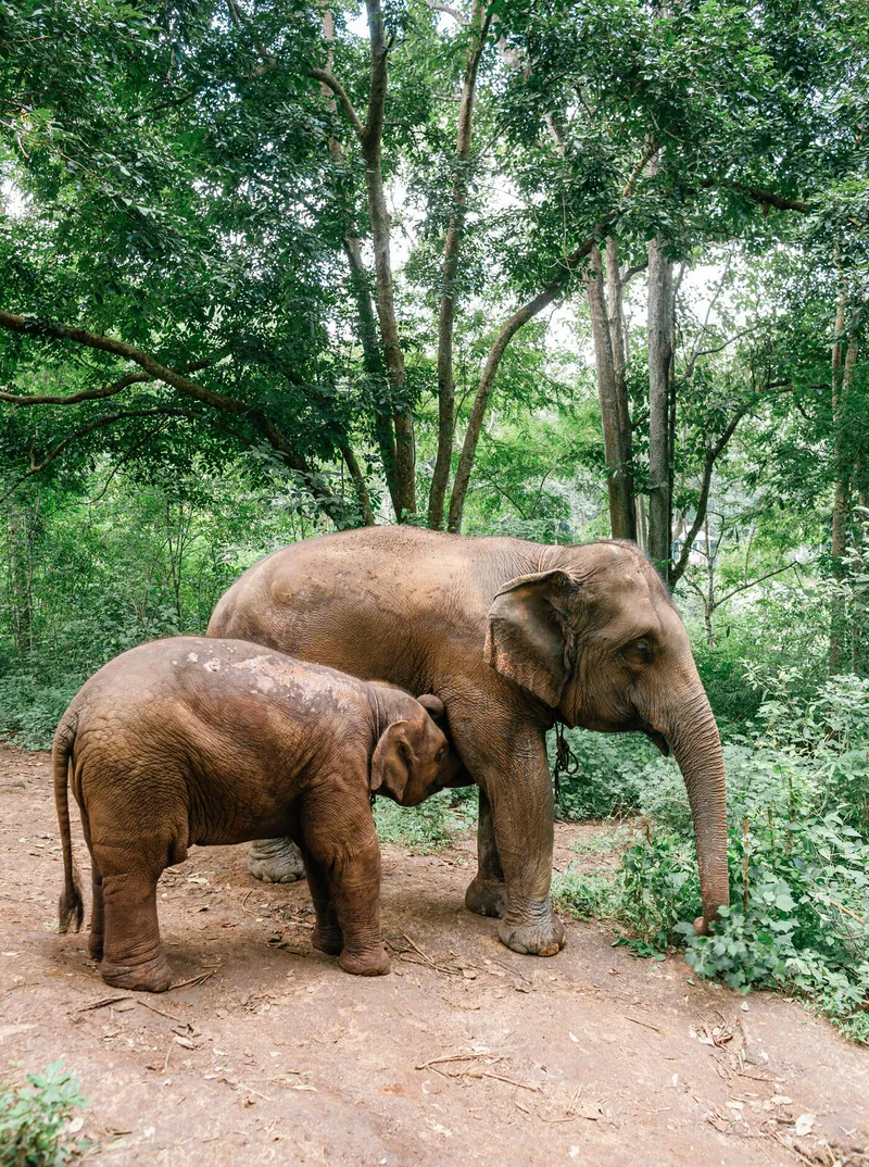 Mother and baby elephant in the northern Thai jungle, an afternoon excursion from the villa.